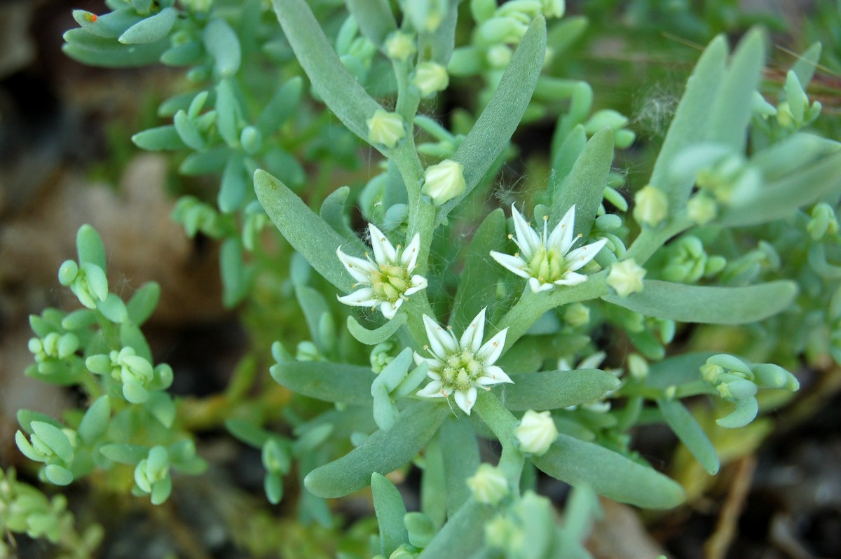 Un po'' di Sedum